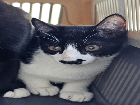 보호중 한국 고양이…